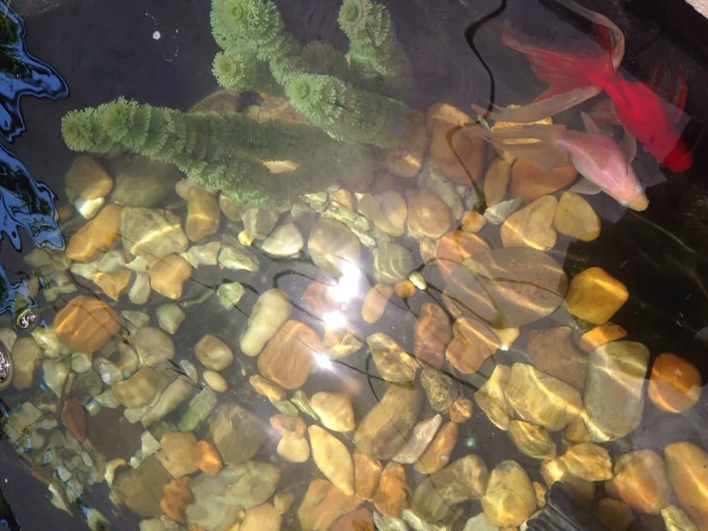 Professional garden landscaping experts serving Jacksonville, FL - K & R Pond Care