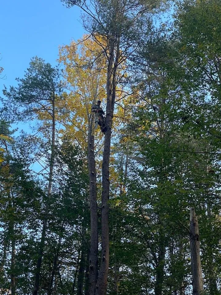 Local yard maintenance in Fredericksburg, VA - K & R Tree and Landscaping