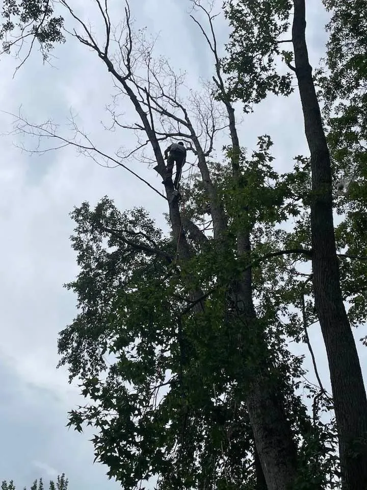 Top-rated landscape installation for residential properties in Fredericksburg, VA by K & R Tree and Landscaping