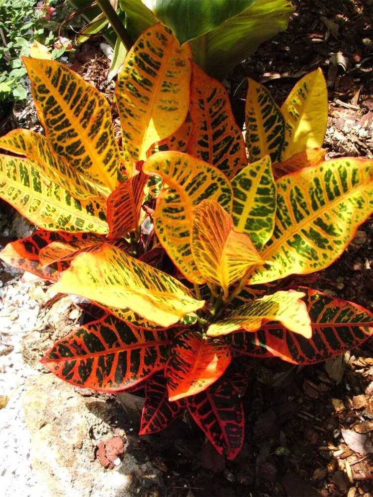 Local lawn mowing service in Indian Rocks Beach, FL - K & S Outdoor Services