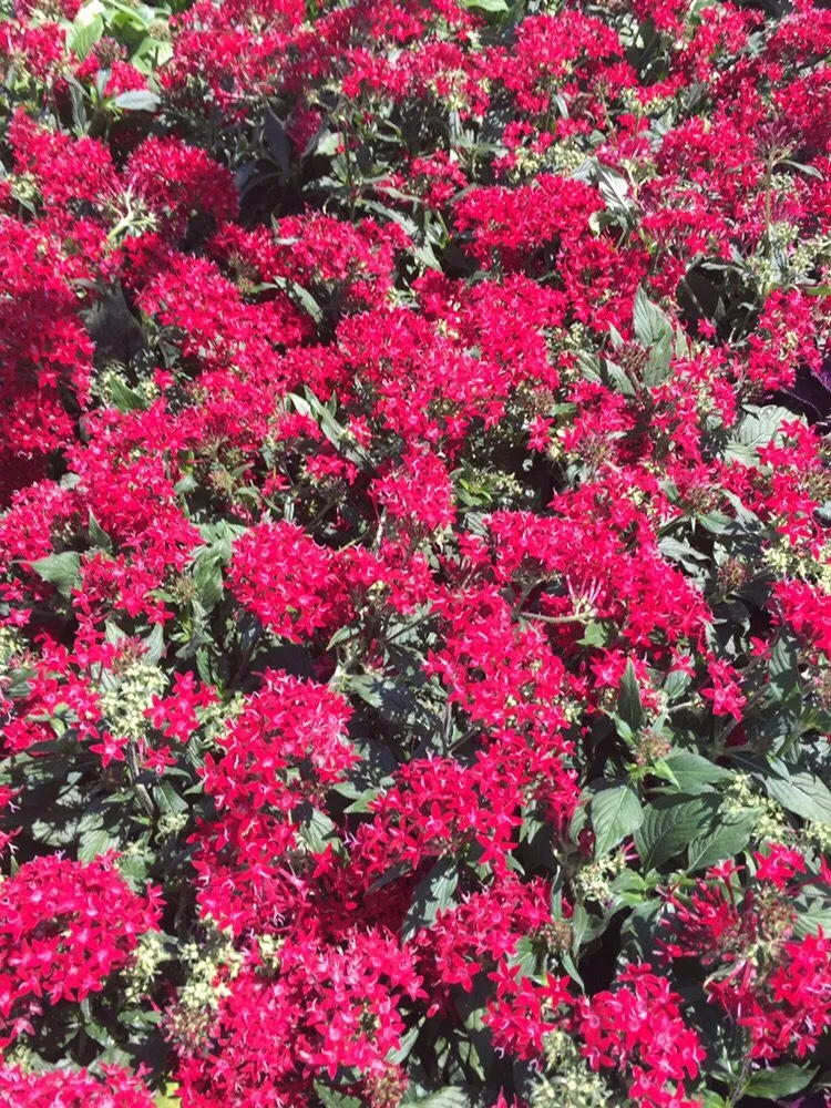 Professional landscape installation near you across Indian Rocks Beach, FL - K & S Outdoor Services