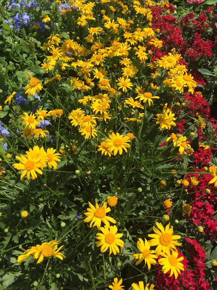 Top-rated yard maintenance experts serving Indian Rocks Beach, FL - K & S Outdoor Services