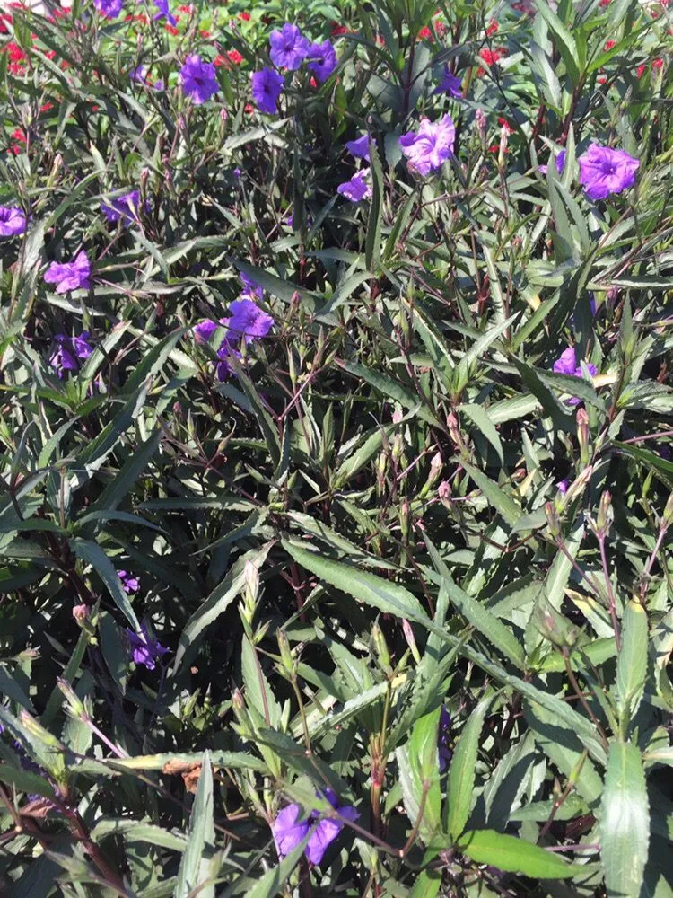 Expert garden landscaping experts serving Indian Rocks Beach, FL - K & S Outdoor Services