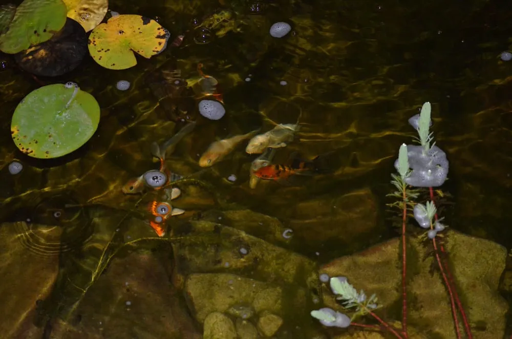 Affordable yard cleanup service in Elkton, VA by K & T Services