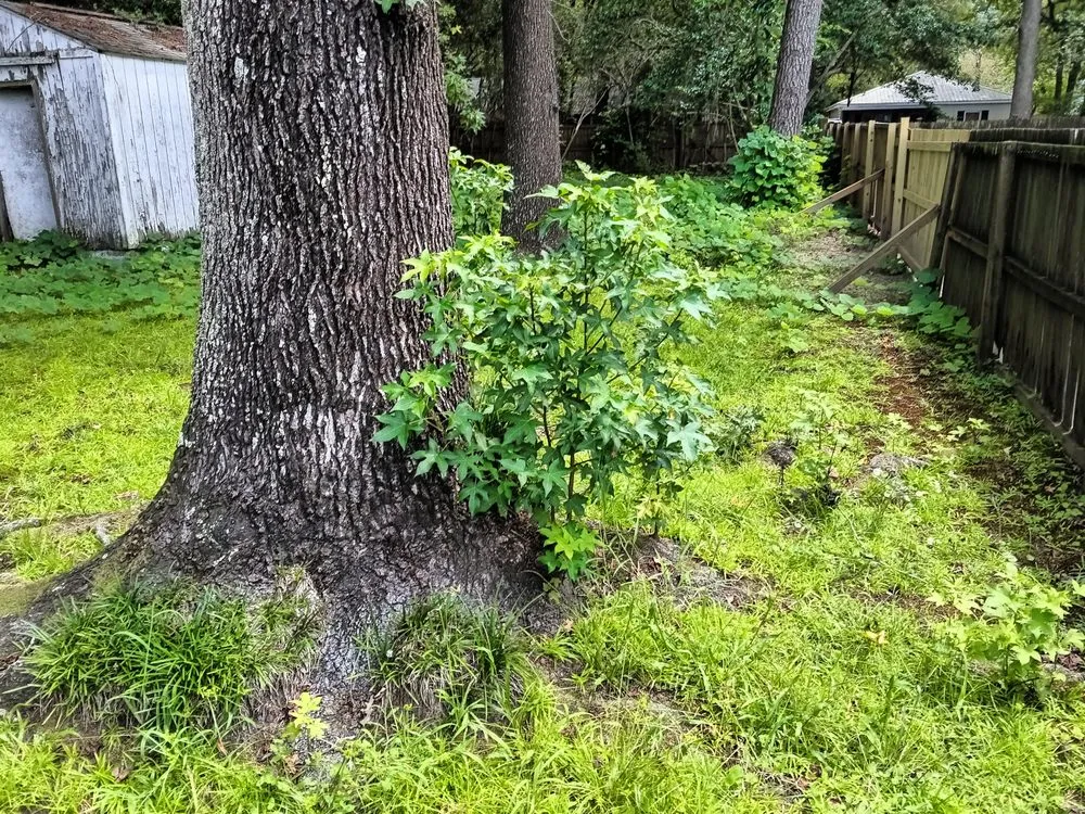 Reliable lawn care service experts serving Ridgeville, SC - K and D Landscaping