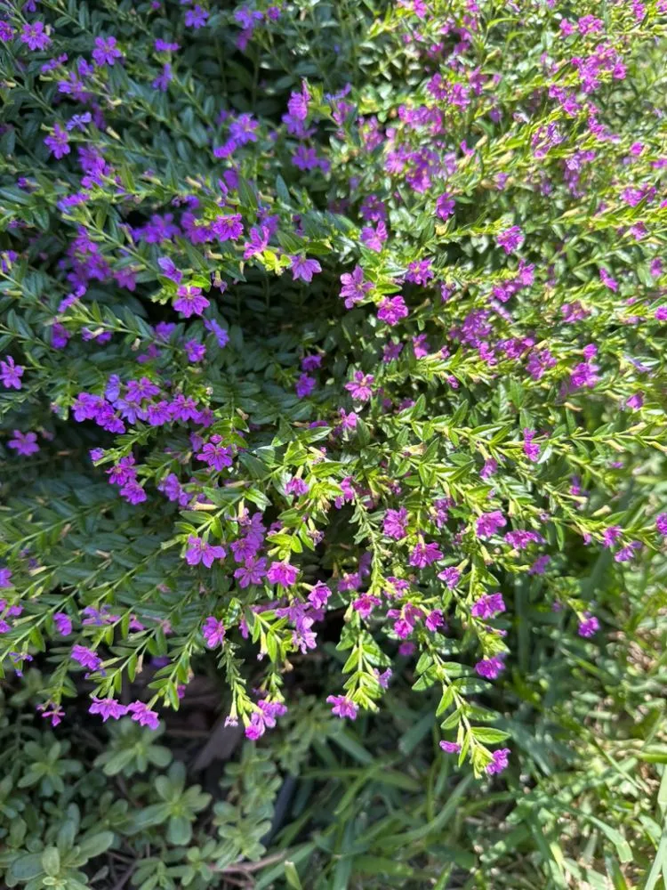 Reliable lawn care service experts serving Hialeah, FL - K-Diaz Landscaping