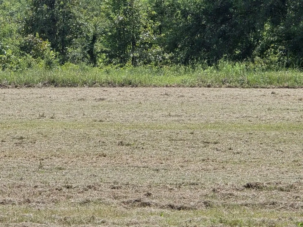 Top-rated landscape installation experts serving Bogata, TX - K S Lawn Service