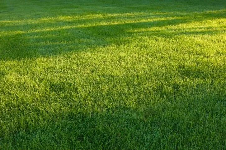 Affordable lawn care service experts serving Roanoke, TX - K-Work Landscaping
