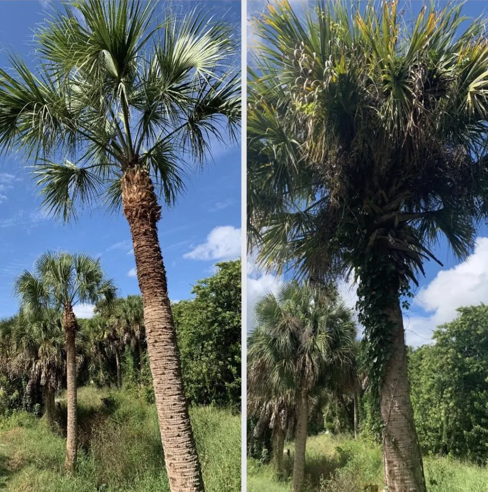 Affordable lawn care service for residential properties across Sebastian, FL - K5 Landscapes