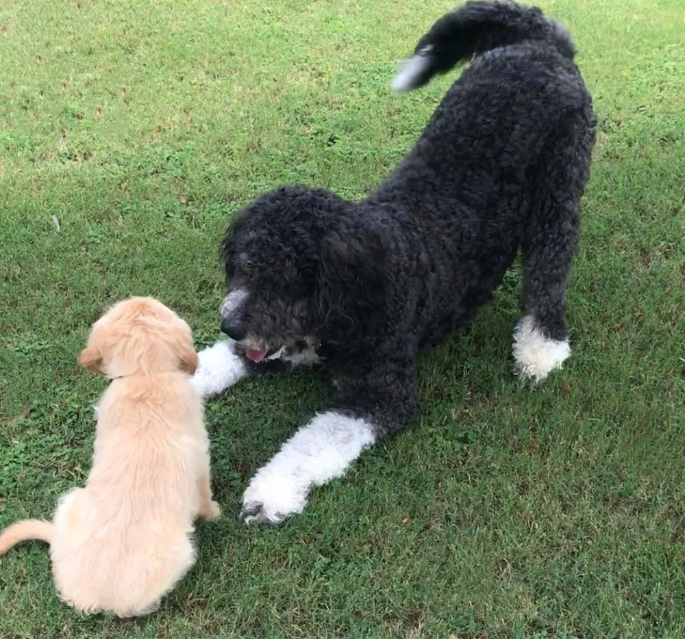 Expert landscape installation for beautiful yards across Fort Worth, TX - K9 Clean Up and Lawn Service