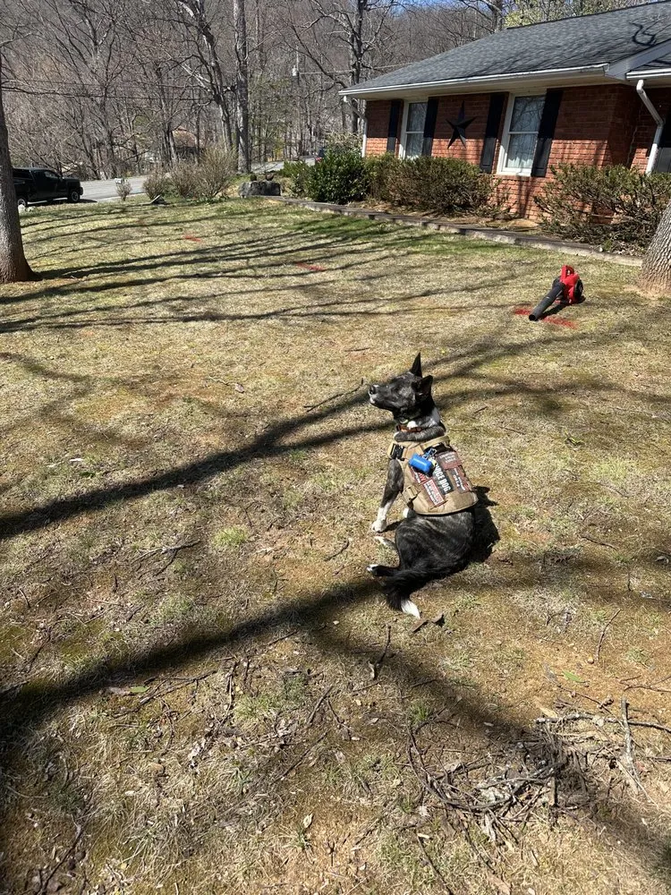 Trusted lawn care service experts serving Vinton, VA - K9 Landscape