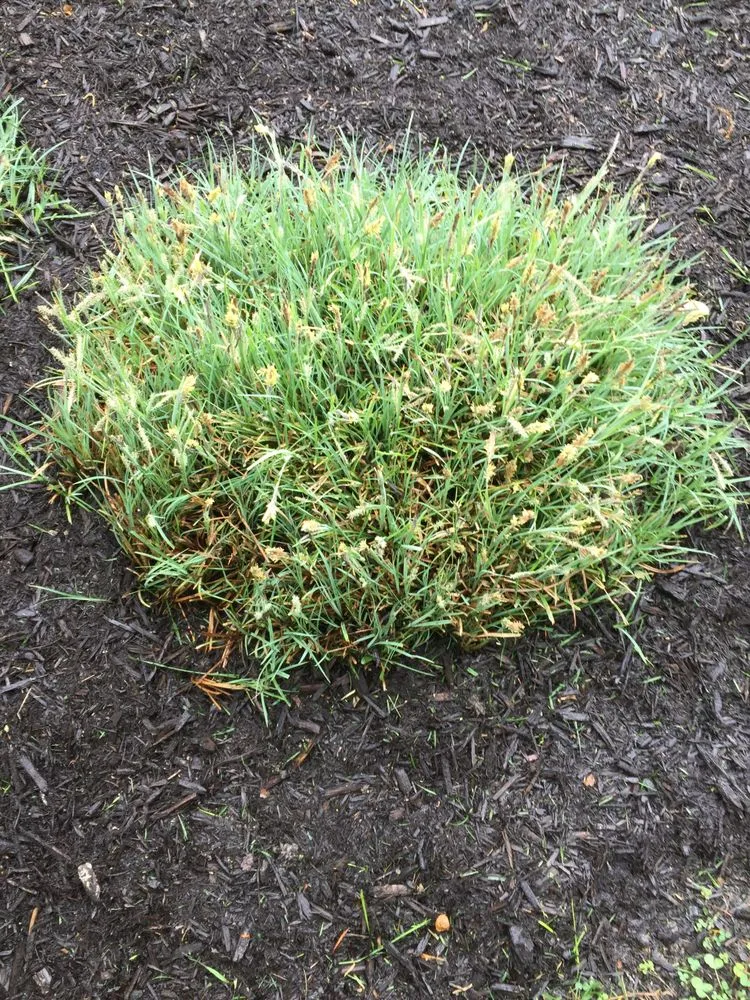 Trusted lawn mowing service in Bardstown, KY by KA Landscaping services