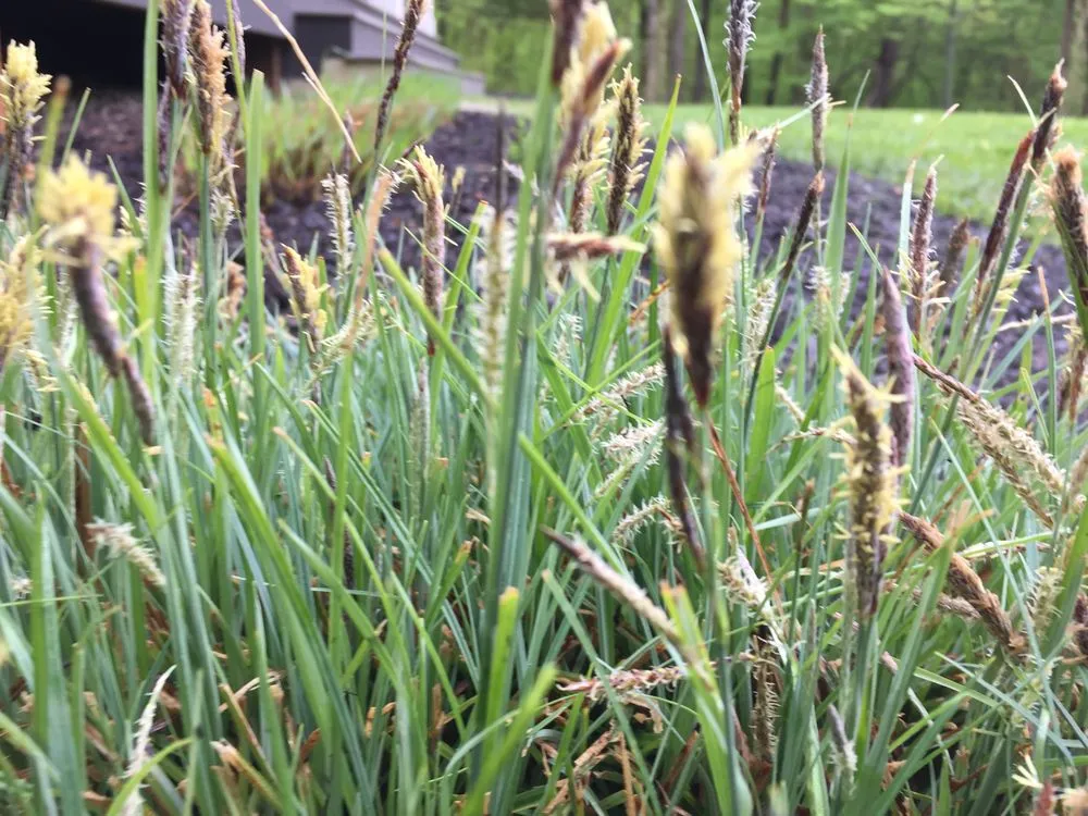 Affordable yard maintenance in Bardstown, KY by KA Landscaping services