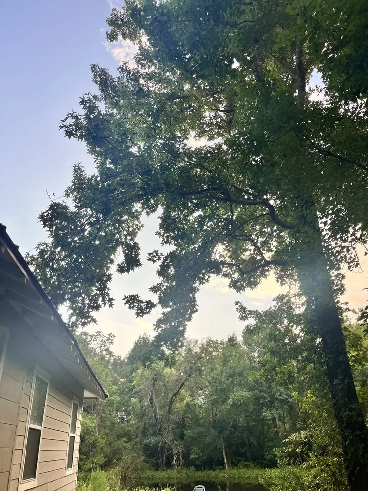 Affordable yard cleanup service in Batson, TX - K&A Tree & Lawn Service