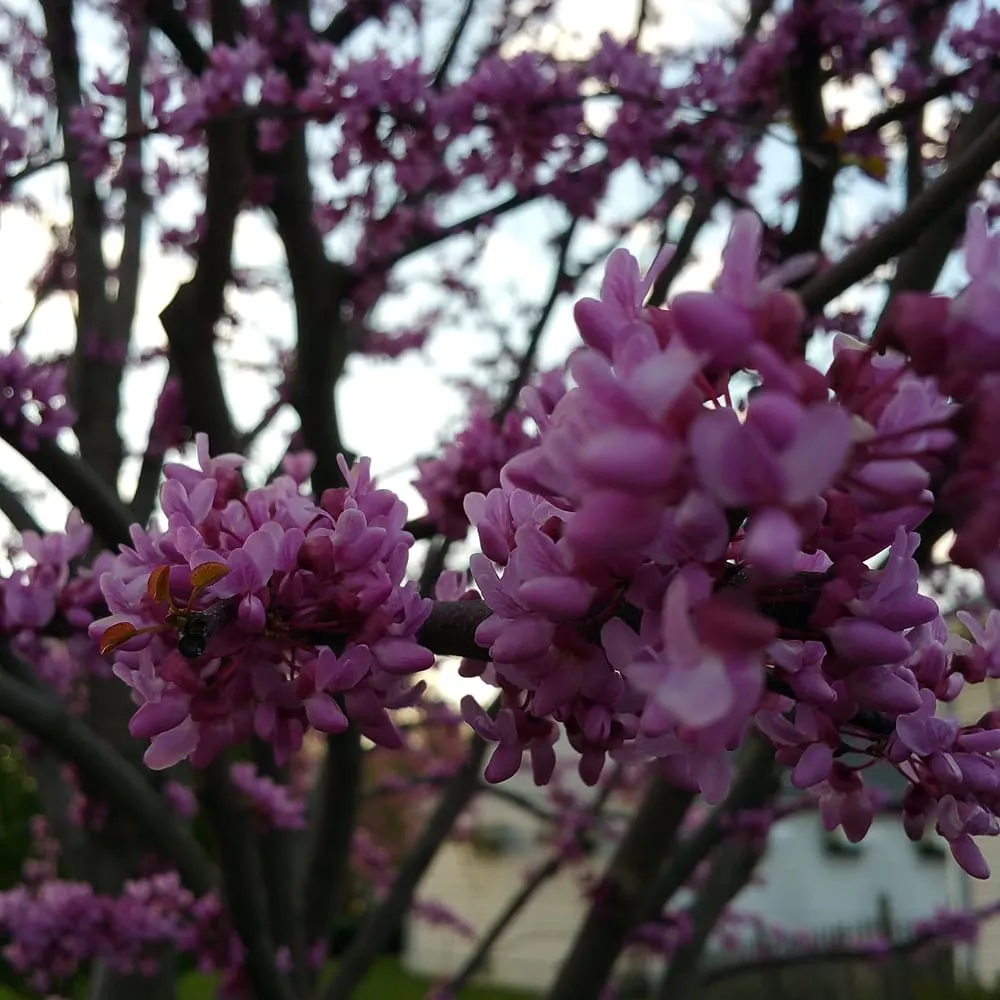 Trusted lawn mowing service in Aston, PA - Kagle's Specialty Gardens