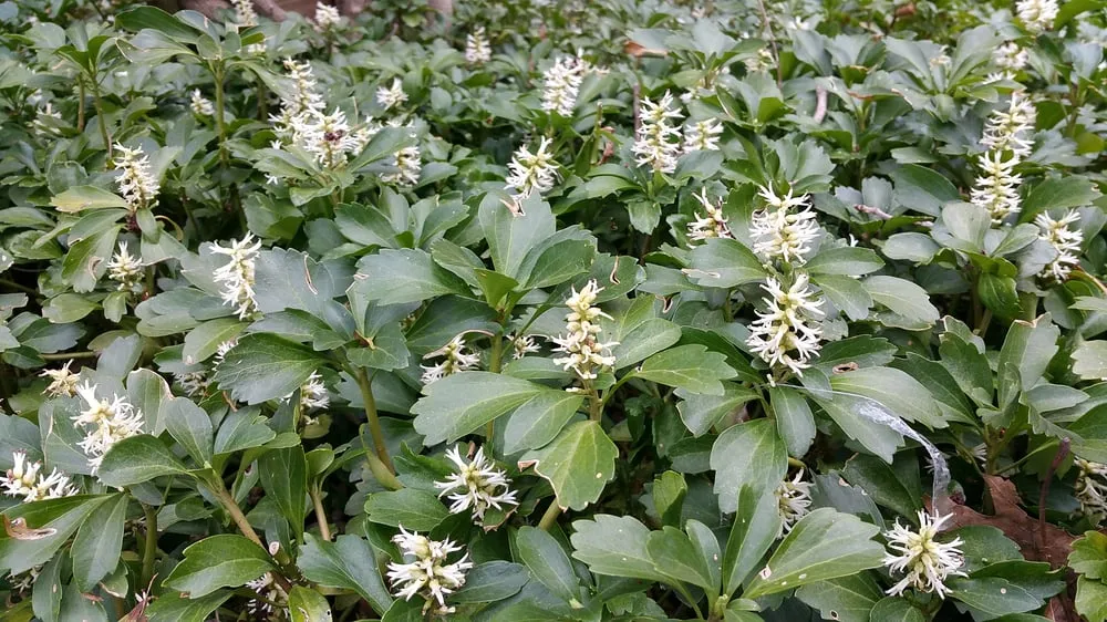 Custom lawn mowing service near you in Aston, PA by Kagle's Specialty Gardens