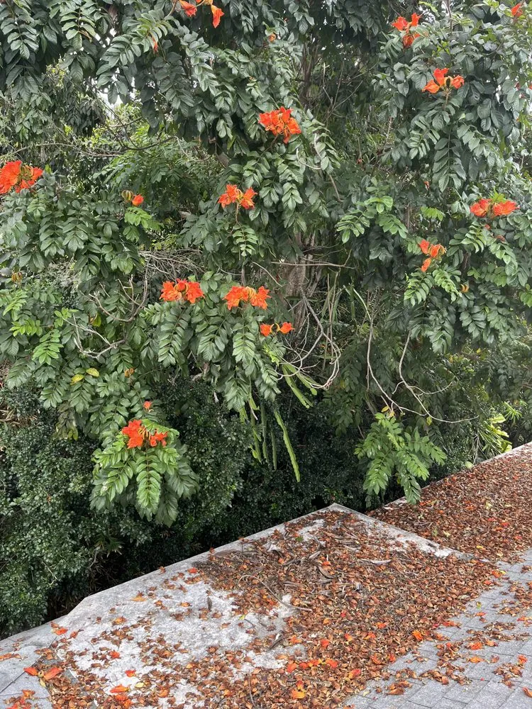 Top-rated garden landscaping in Kaneohe, HI - Kahekili Tree Trimming & Landscape