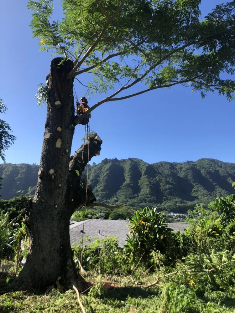 Custom outdoor landscaping for year-round maintenance across Kaneohe, HI - Kahekili Tree Trimming & Landscape