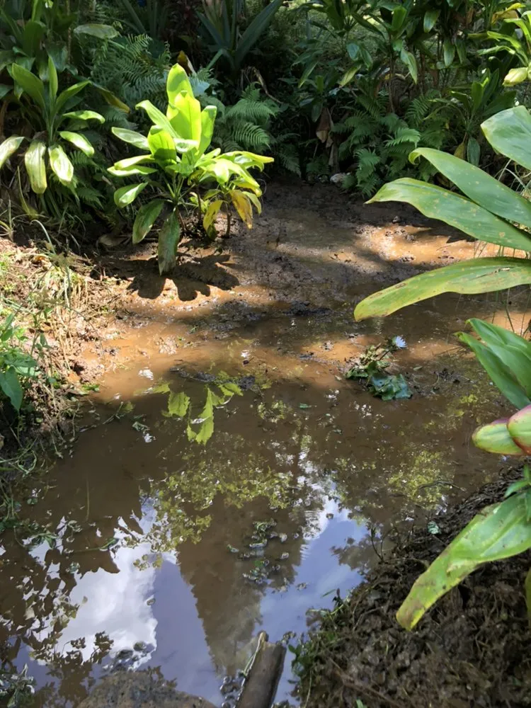 Trusted landscape installation for year-round maintenance in Kaneohe, HI by Kahekili Tree Trimming & Landscape
