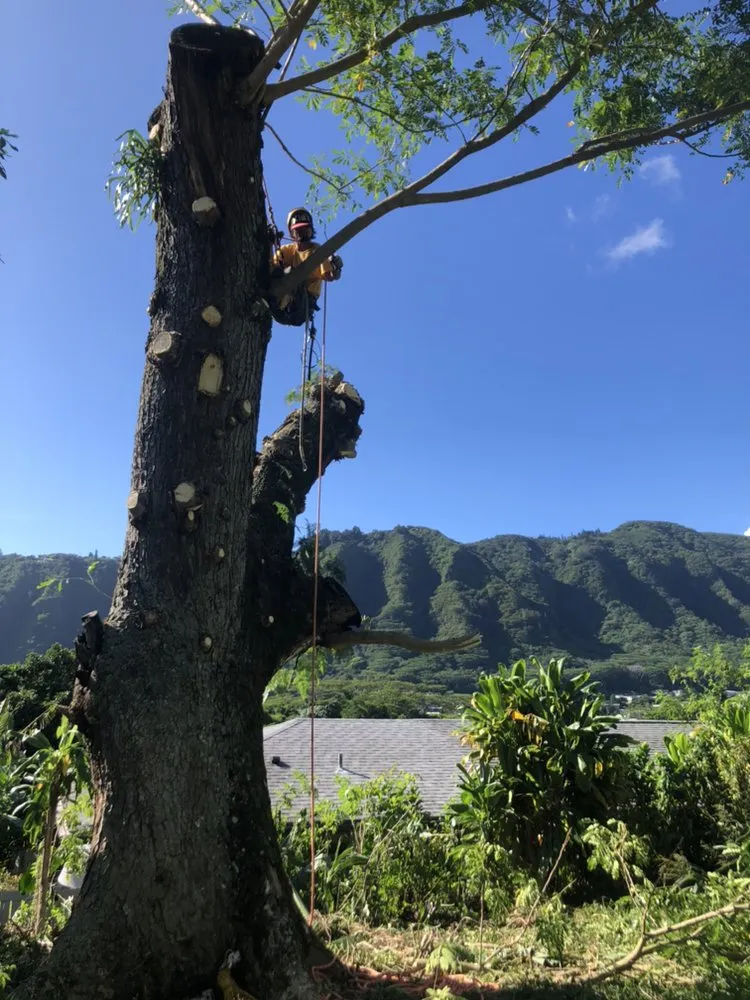 Professional lawn care service experts serving Kaneohe, HI - Kahekili Tree Trimming & Landscape