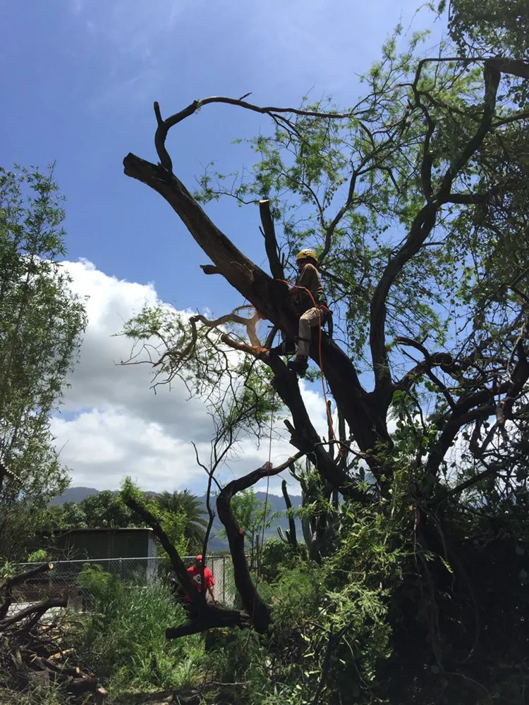 Professional yard maintenance for outdoor upgrades in Kaneohe, HI by Kahekili Tree Trimming & Landscape