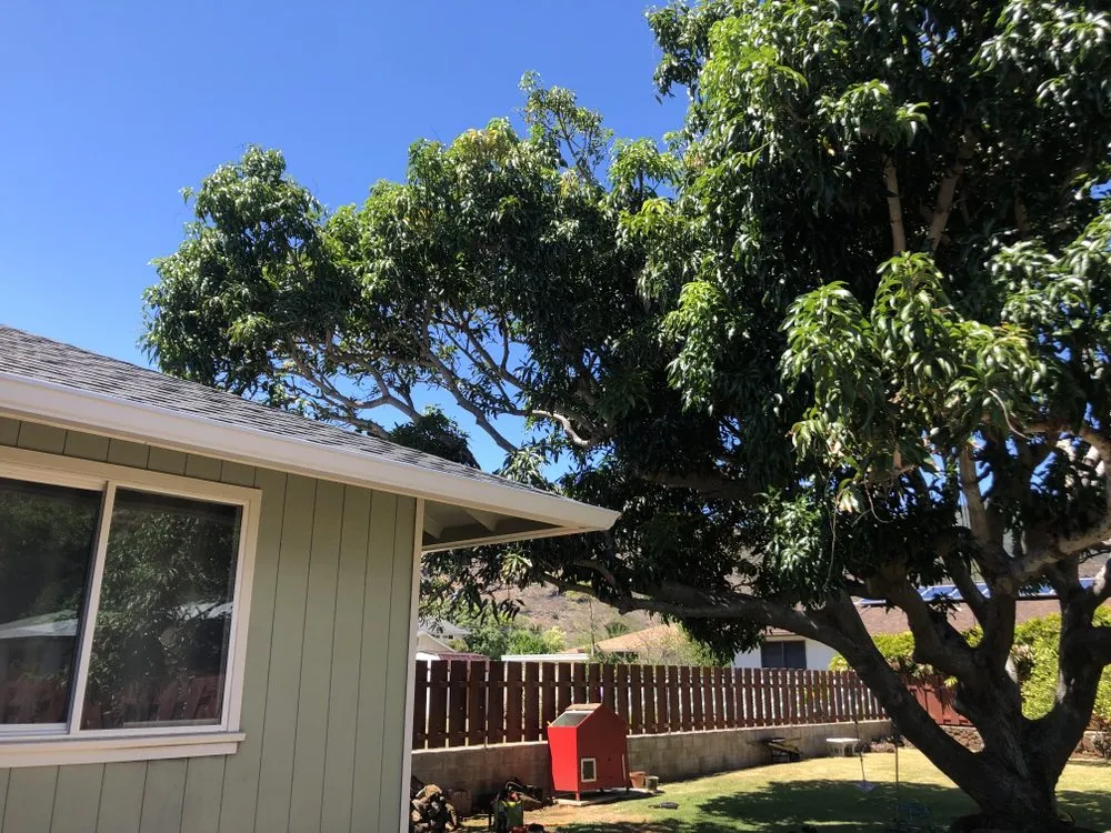 Top-rated residential landscaping in Kaneohe, HI - Kahekili Tree Trimming & Landscape