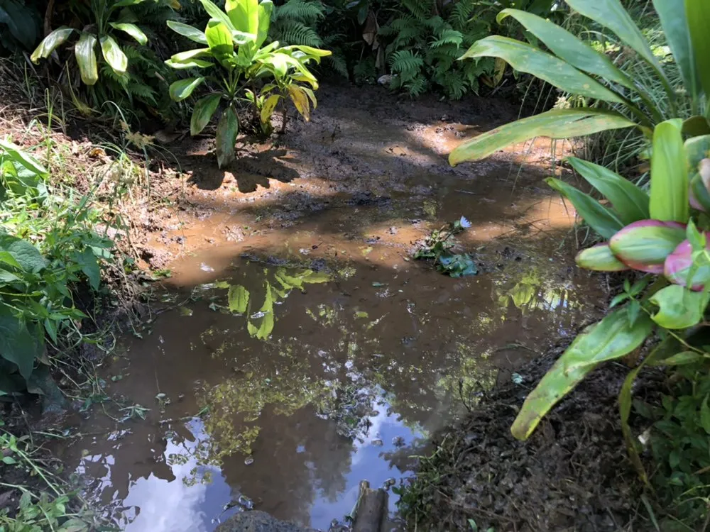 Trusted yard cleanup service in Kaneohe, HI - Kahekili Tree Trimming & Landscape