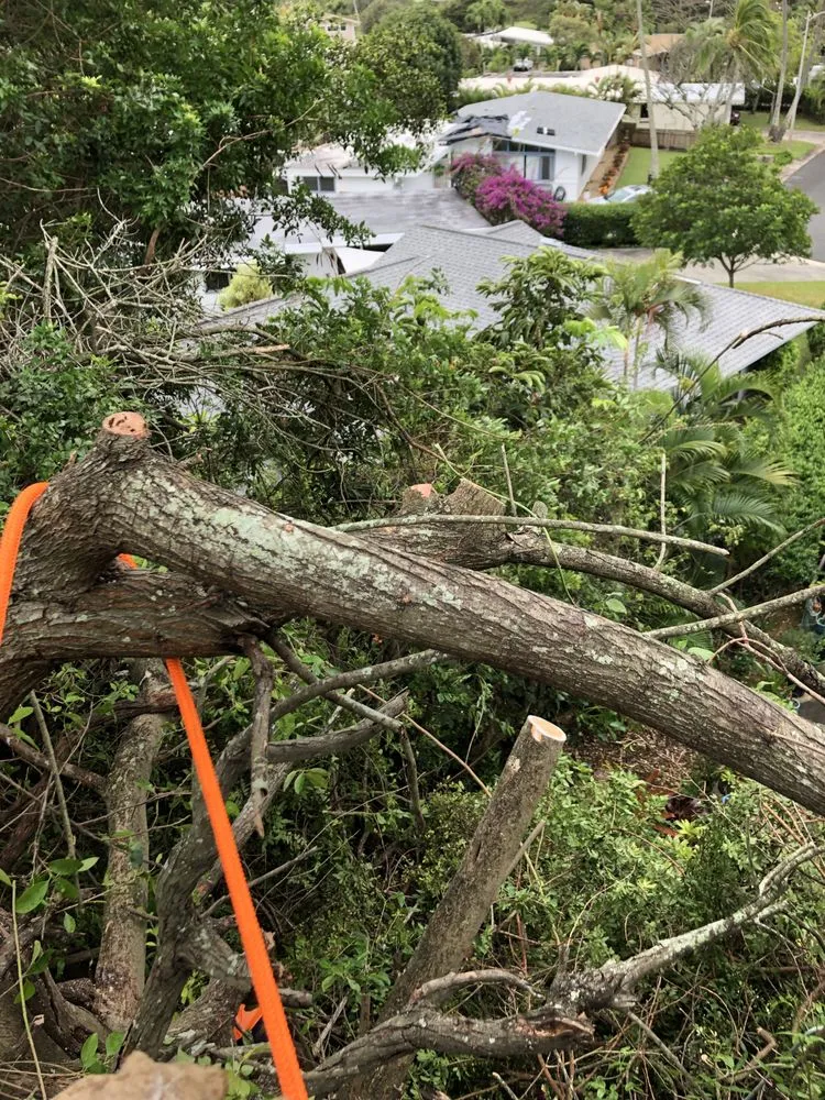 Trusted yard cleanup service for residential properties in Kaneohe, HI by Kahekili Tree Trimming & Landscape