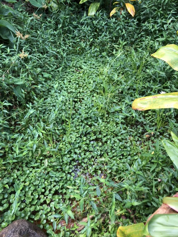 Professional garden landscaping in Kaneohe, HI - Kahekili Tree Trimming & Landscape