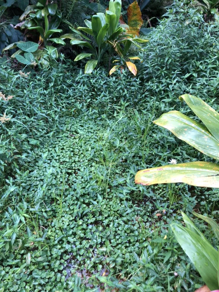 Local garden landscaping with custom design across Kaneohe, HI - Kahekili Tree Trimming & Landscape