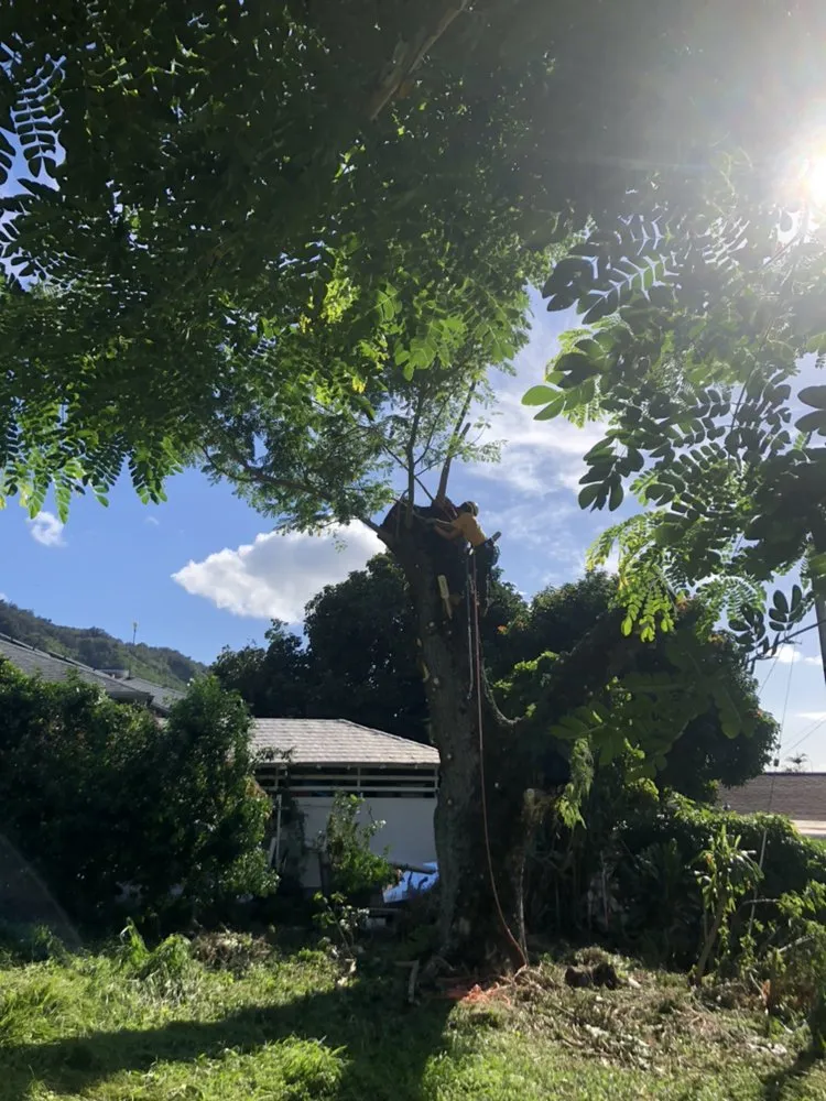 Expert outdoor landscaping for beautiful yards in Kaneohe, HI by Kahekili Tree Trimming & Landscape