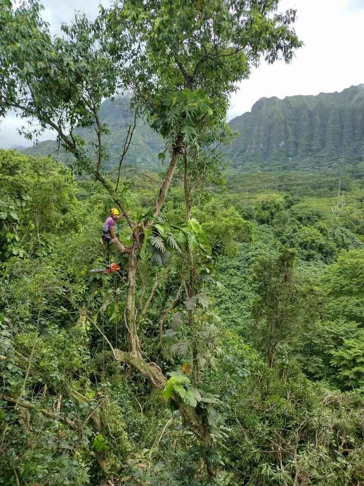 Local landscape installation in Kaneohe, HI by Kahekili Tree Trimming & Landscape