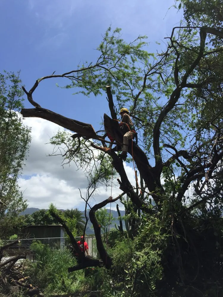 Affordable yard maintenance for outdoor upgrades across Kaneohe, HI - Kahekili Tree Trimming & Landscape
