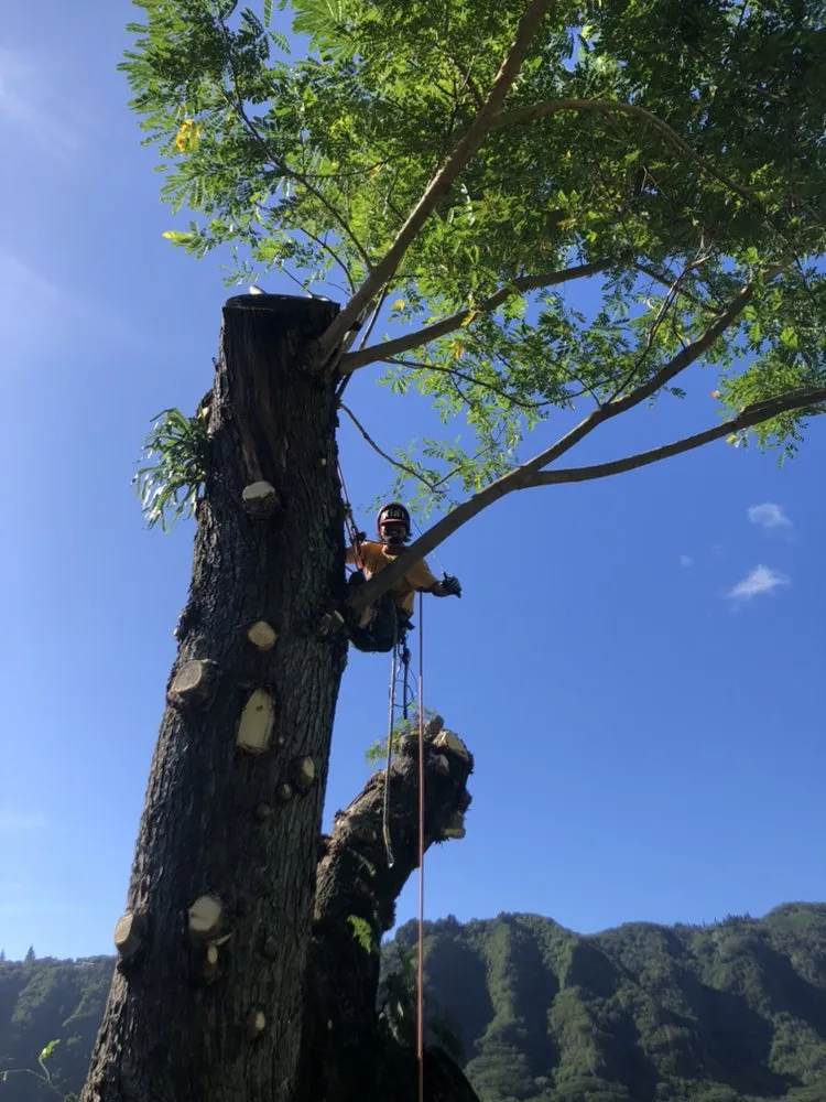 Top-rated yard cleanup service for year-round maintenance in Kaneohe, HI by Kahekili Tree Trimming & Landscape