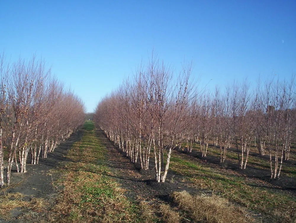 Custom garden landscaping with custom design across Plato, MN - Kahnke Brothers Tree Farm