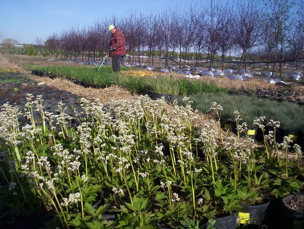Affordable garden landscaping for homes across Plato, MN - Kahnke Brothers Tree Farm