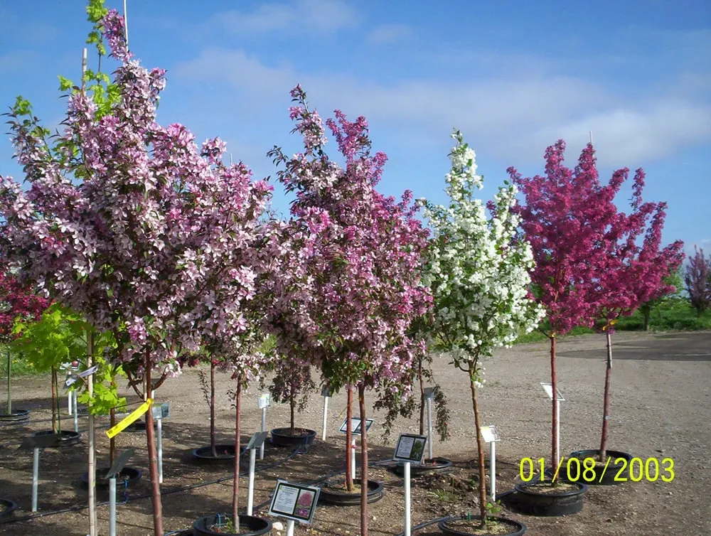 Top-rated yard maintenance experts serving Plato, MN - Kahnke Brothers Tree Farm