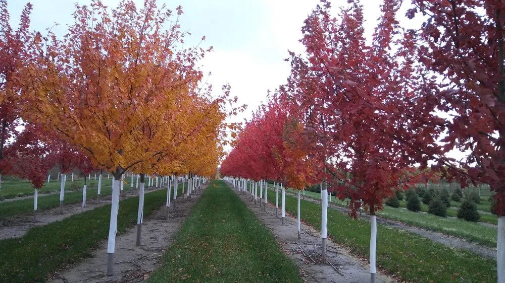Reliable outdoor landscaping experts serving Plato, MN - Kahnke Brothers Tree Farm