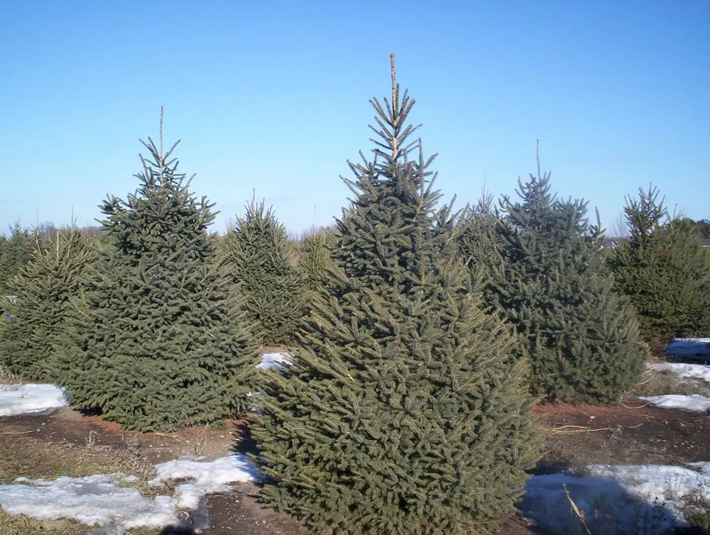 Custom outdoor landscaping in Plato, MN - Kahnke Brothers Tree Farm