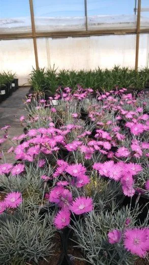 Affordable landscaping services for homes in Plato, MN by Kahnke Brothers Tree Farm