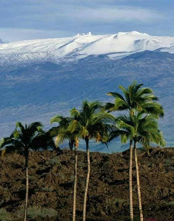 Trusted landscape installation for outdoor upgrades in Keaau, HI by Kaholo Crown Land Conservation