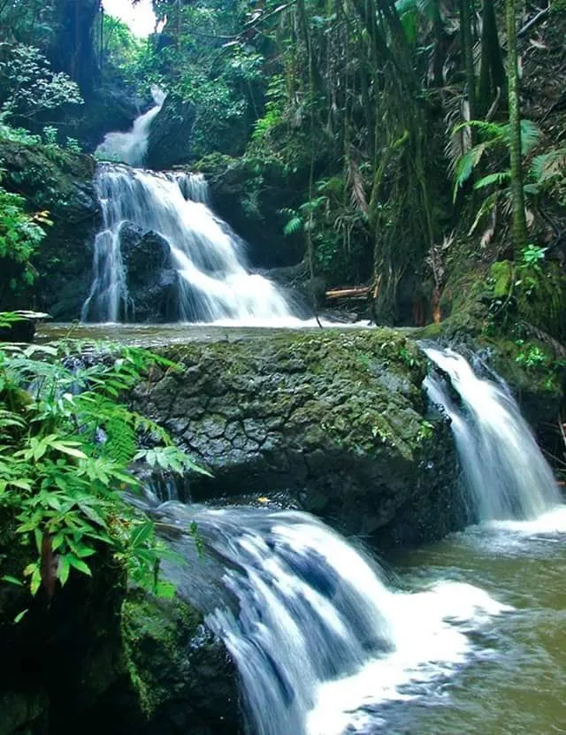 Affordable outdoor landscaping experts serving Keaau, HI - Kaholo Crown Land Conservation