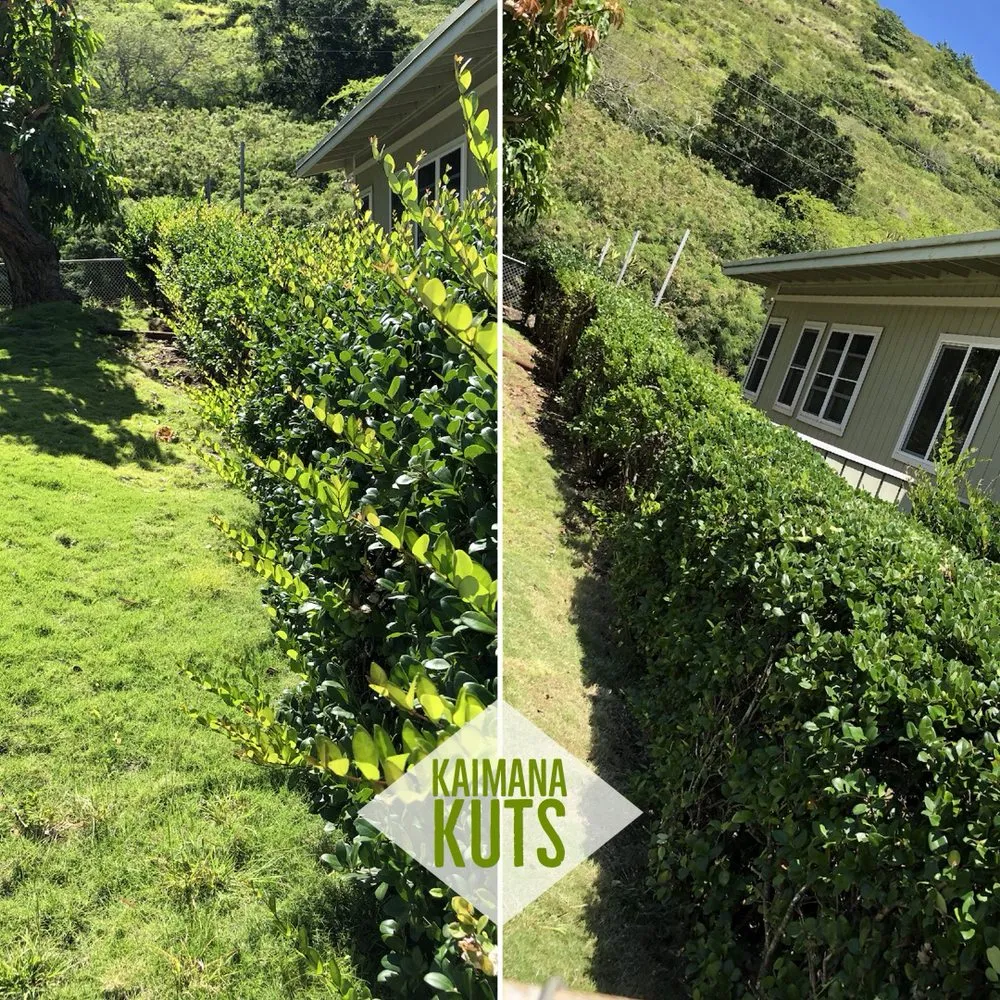 Professional lawn care service in Honolulu, HI by Kaimana Kuts