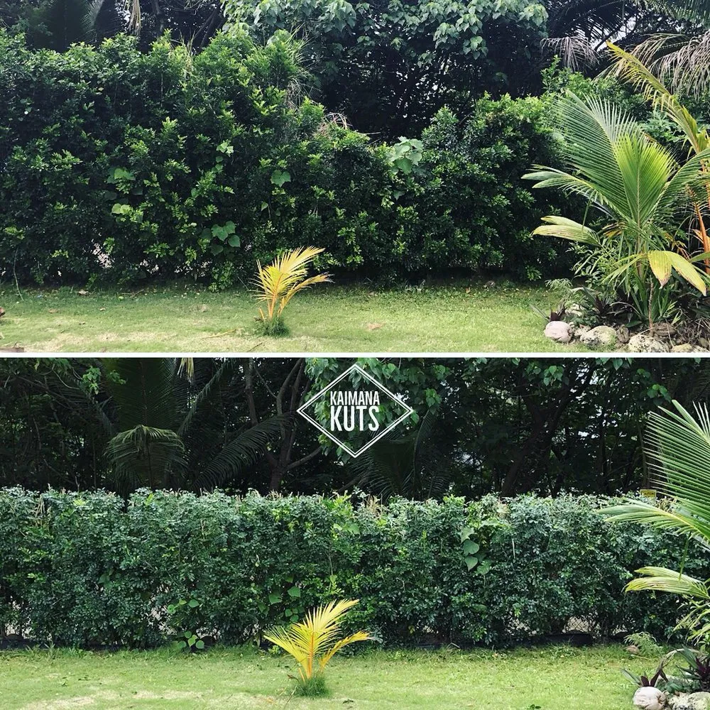 Local landscape design near you in Honolulu, HI by Kaimana Kuts