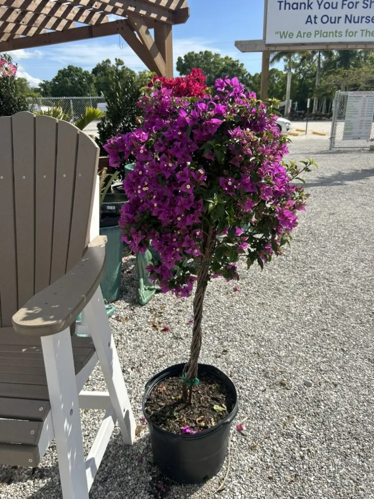 Reliable residential landscaping for year-round maintenance across Sarasota, FL - Kairos Landscaping & Maintenance