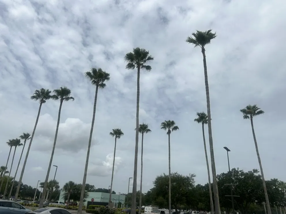 Reliable lawn care service in Sarasota, FL by Kairos Landscaping & Maintenance