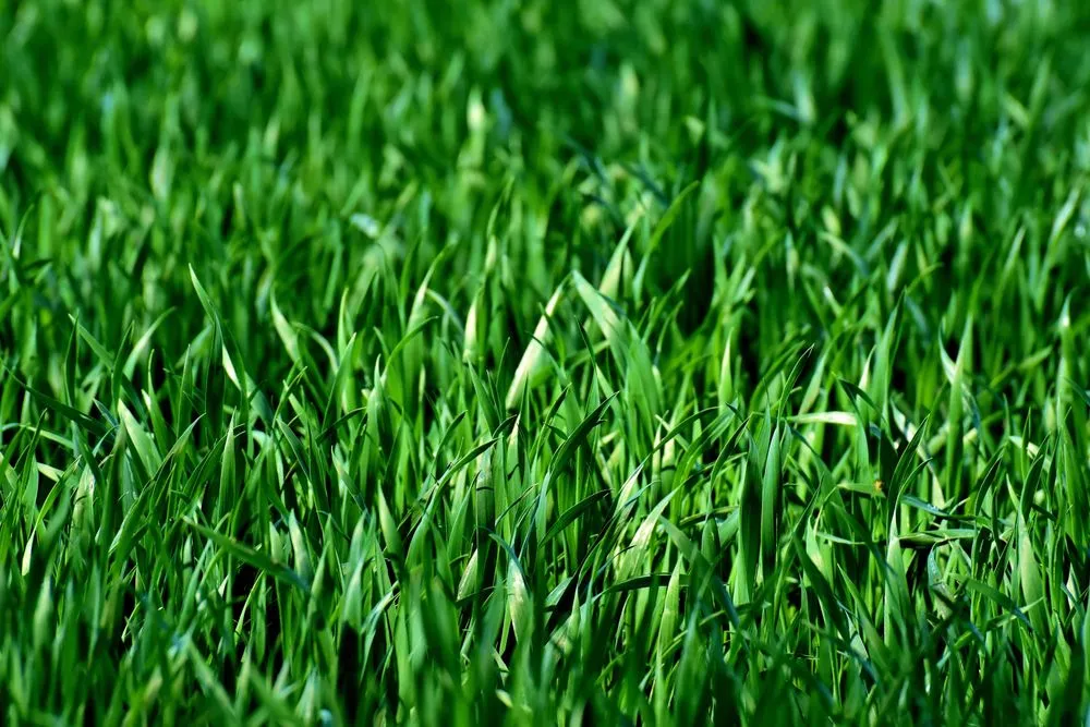 Reliable lawn care service in Kalama, WA by Kalama Yard & Home