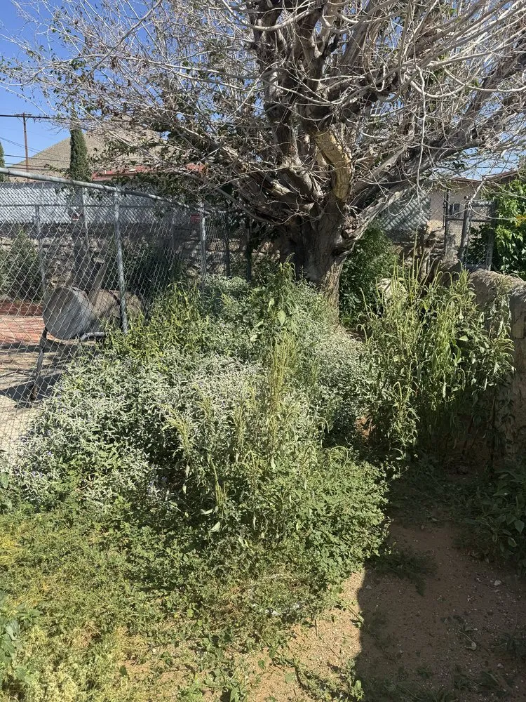 Professional yard cleanup service near you in El Paso, TX by Kalimbas Landscaping Service
