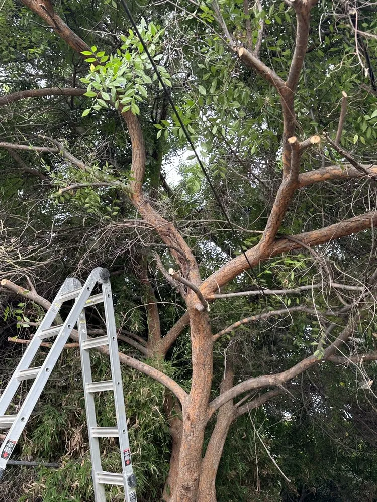 Local landscaping services for outdoor upgrades across Fontana, CA - Kallileah Landscape