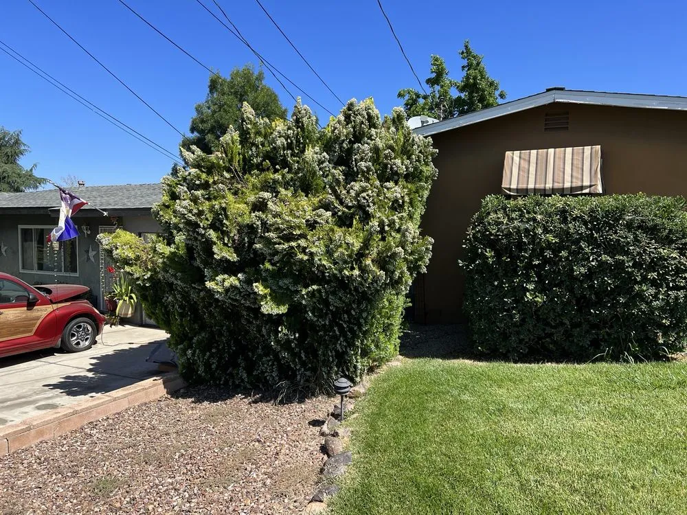 Affordable lawn care service in Fontana, CA by Kallileah Landscape